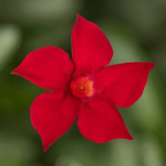 Madinia® Maximo Red
