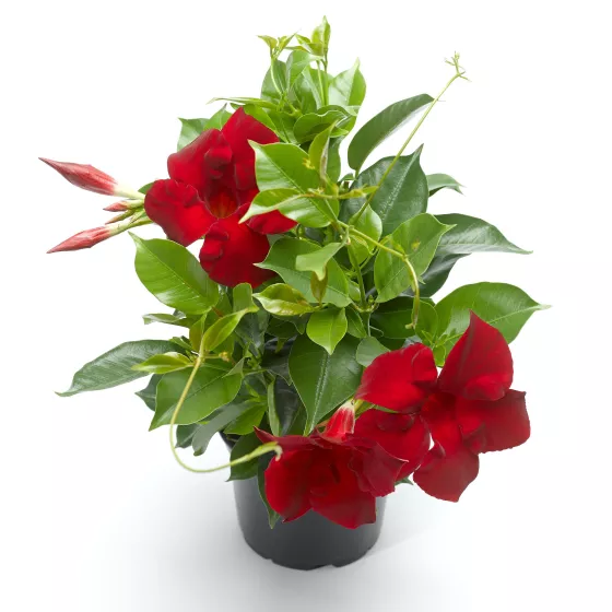 Madinia® Maximo Red