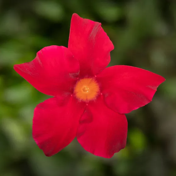 Madinia® Maximo Scarlet