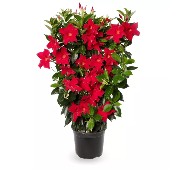 Madinia® Maximo Scarlet