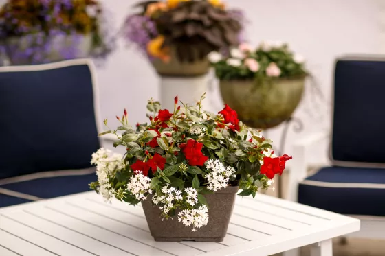 Madinia® Petite Red