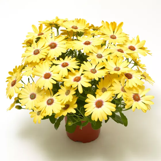 Tradewinds® Lemon Zest
