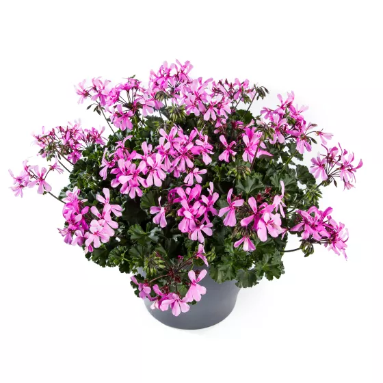 Caldera™ Pink