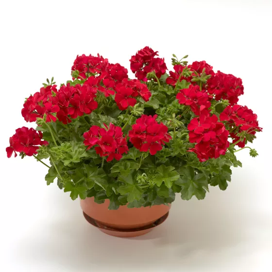 Caliente® Deep Red