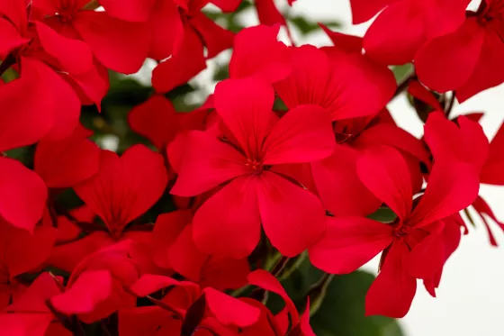 Caliente® Hot Pink