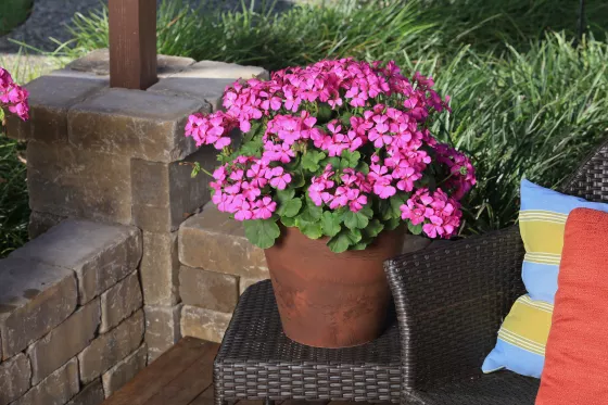 Caliente® Lavender