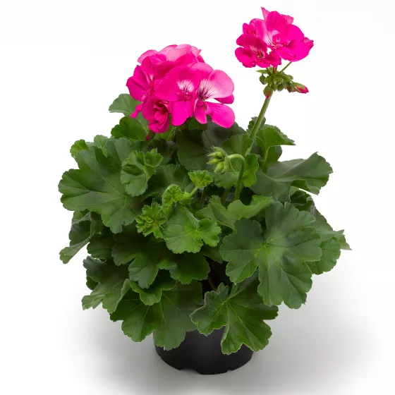 Calliope® Large Hot Pink