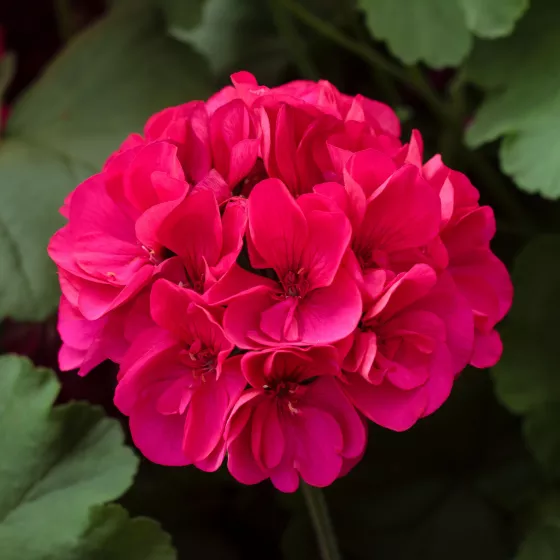 Calliope® Large Magenta