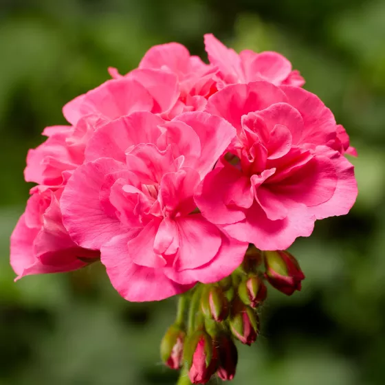 Calliope® Large Pink