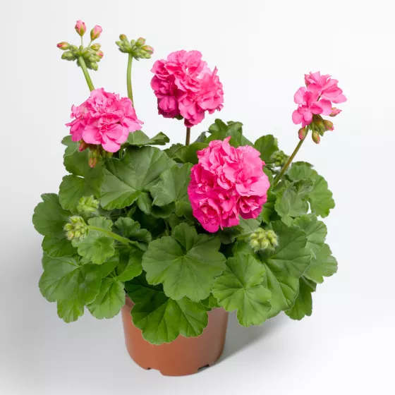 Calliope® Large Pink