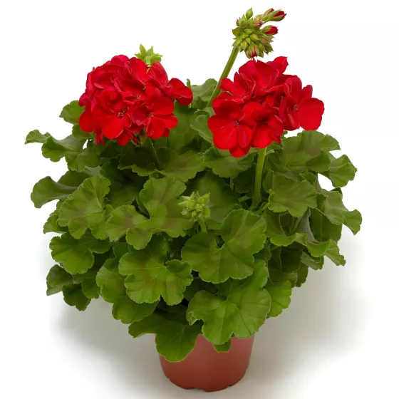 Calliope® Large Red