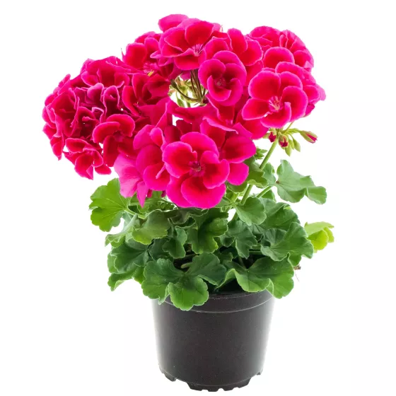 Calliope® Medium Crimson Flame
