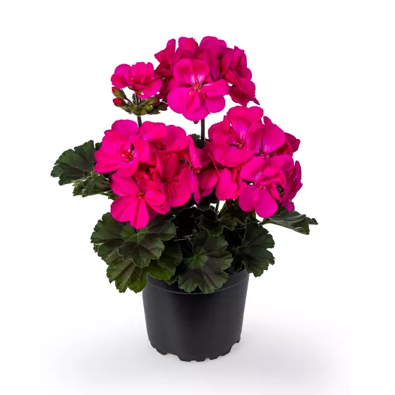 Calliope® Medium Dark Pink DL
