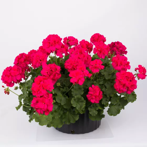 Calliope® Medium Hot Pink
