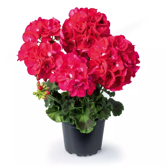 Calliope® Medium Hot Rose