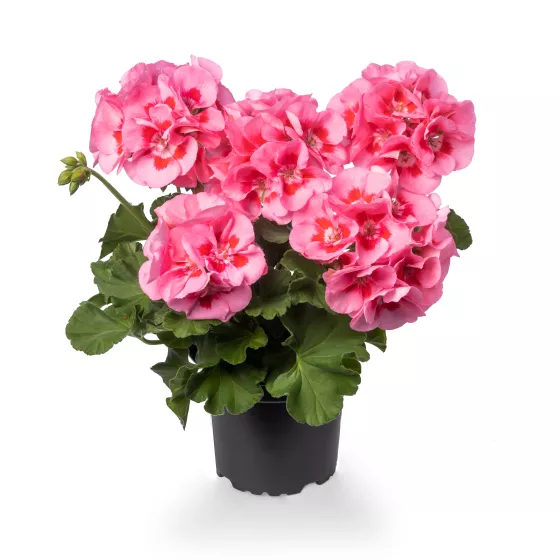 Calliope® Medium Pink Flame
