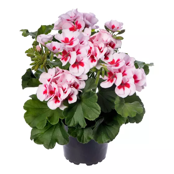 Calliope® Medium White Splash