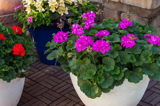 Mantra™ Pink