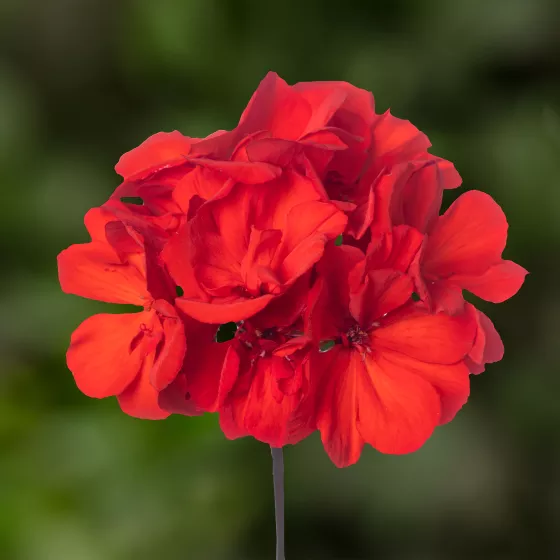 Mojo™ Scarlet