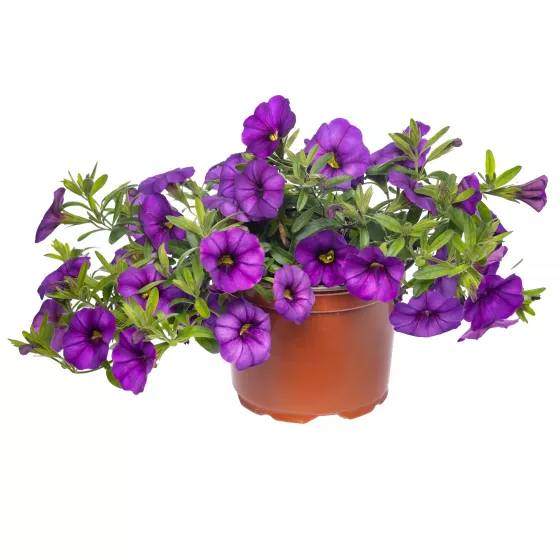 Cabrio™ Amethyst