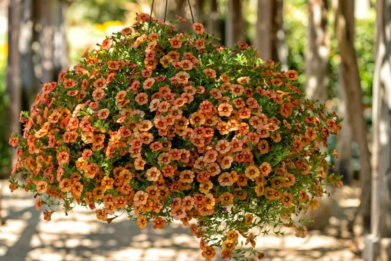 Callie® Apricot