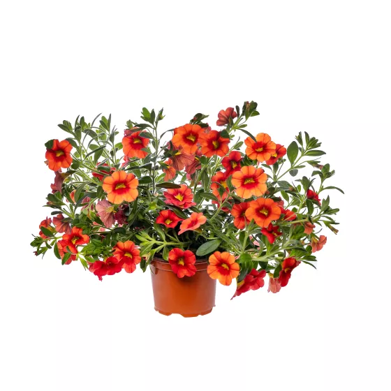 Callie® Deep Orange