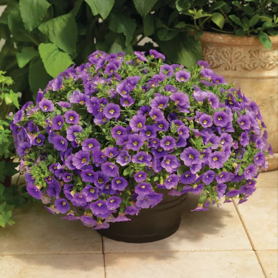 Callie® Light Blue