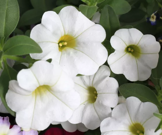Callie® White