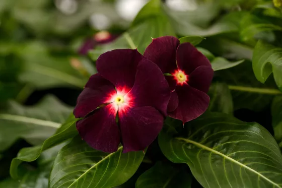Nirvana® XDR Blackberry | Syngenta Flowers Nirvana® XDR Blackberry | Syngenta Flowers