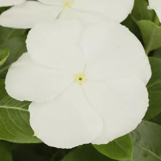 Nirvana® XDR White | Syngenta Flowers