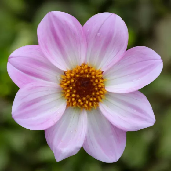 Dahlegria® Pink Flame