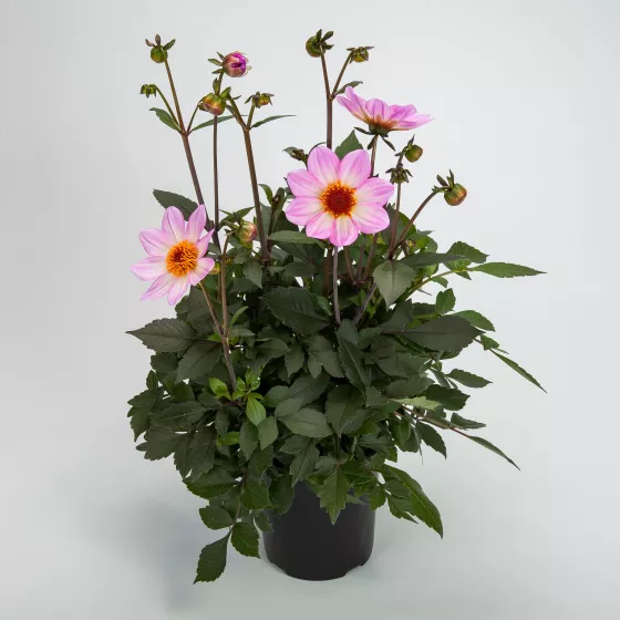 Dahlegria® Pink Flame