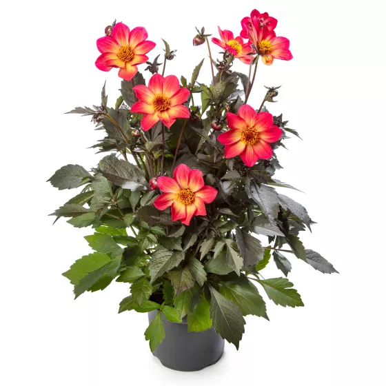 Dahlegria® Sunrise