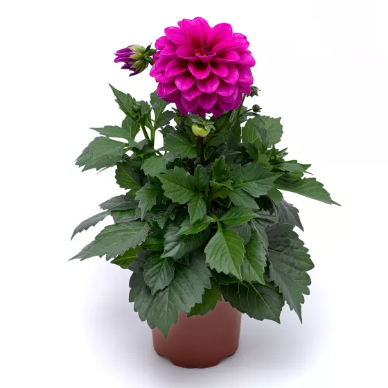 Grandalia™ Dark Rose
