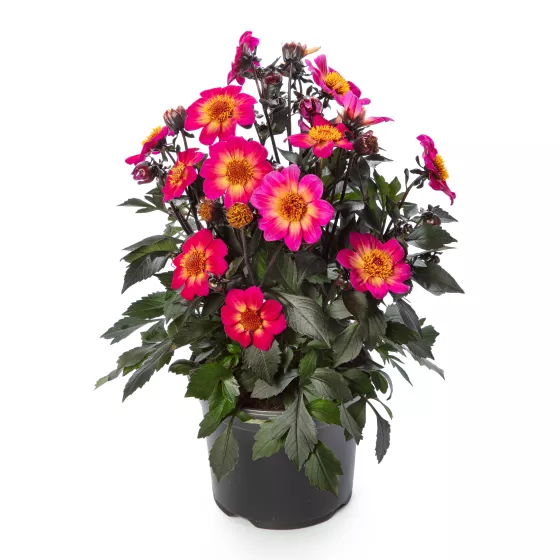 Happy Days™ Fuchsia Halo