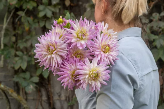 Karma Amanda Violet White Bicolor