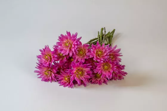 Karma Corona Pink