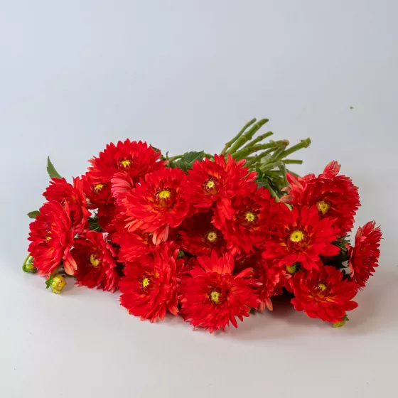Karma Irene Red Orange
