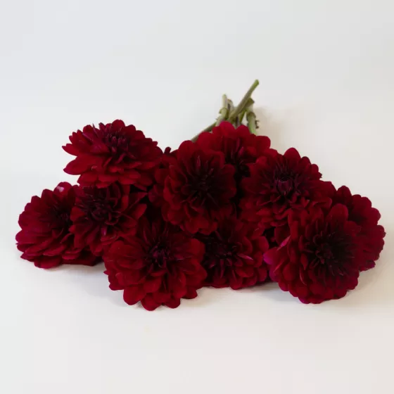 Karma Naomi Mahogany-Red