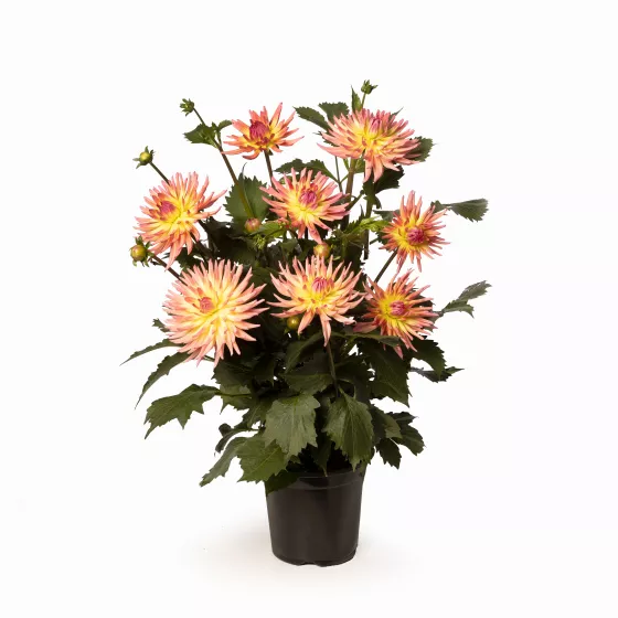 Karma Sangria Pink Yellow Bicolor