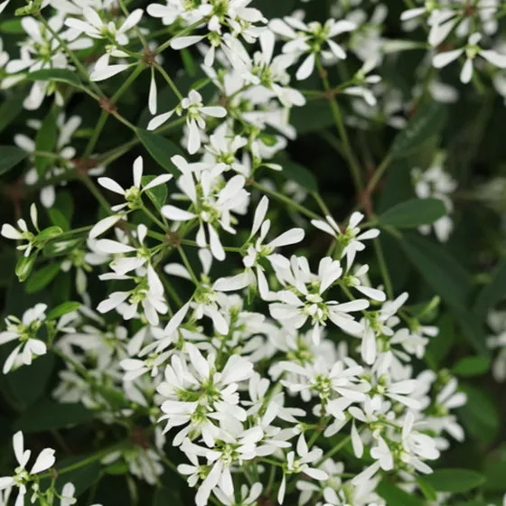 Euphoric™ White