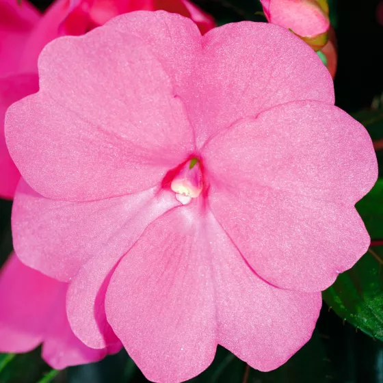 Sonic® Bright Pink