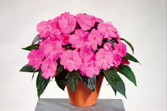 Sonic® Bright Pink