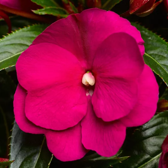 Sonic® Deep Purple | Syngenta Flowers