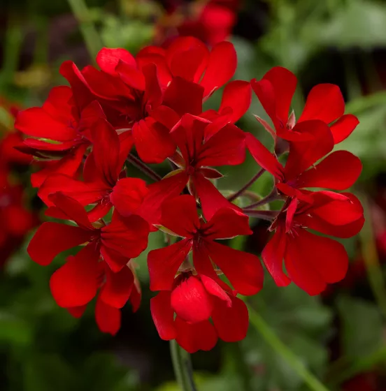 Cascade Dark Red