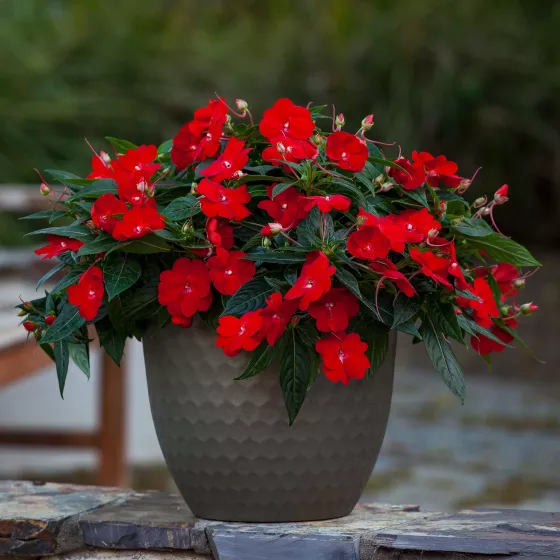 Spectra™ Bright Red