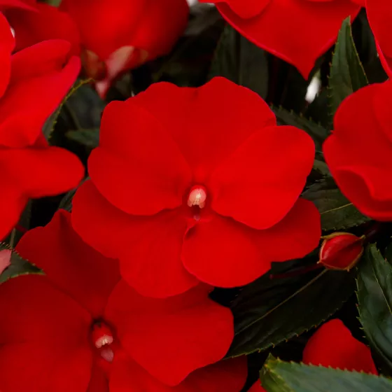 Spectra™ Deep Red