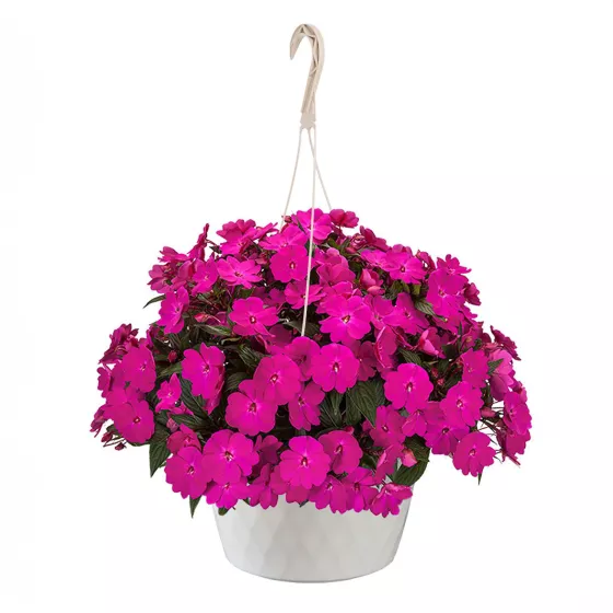 Spectra™ Magenta