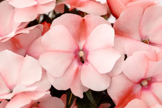 Spectra™ Peach Bicolor