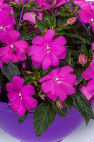 Spectra™ Pink